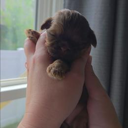 Martha May - Liver female Shih Tzu puppy in Jenks, Oklahoma from Northstar Shih Tzu