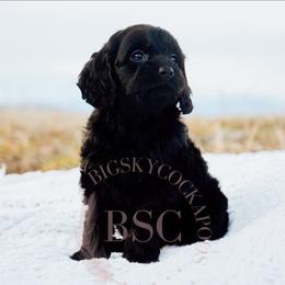 Teal collar - Black female Cockapoo puppy in Missoula, Montana from Big Sky Cockapoos