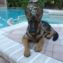 Berger Blanc Suisse and German Shepherd Puppies from Vom Hundhaus  Shepherds