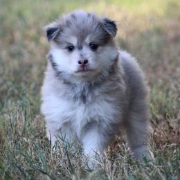 Star - Lavender female Pomsky puppy in Wolfe City, Texas from Susan Warnock