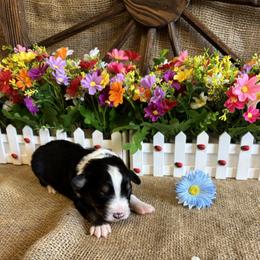 Black Tri male number 3 - Black tri male Miniature American Shepherd puppy in Cowlitz County, Washington from Pleasant Woods Miniature American Shepherds