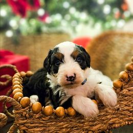 Chestnut - Tri-color male Bernedoodle puppy in Russell Springs, Kentucky from 270 Doodles
