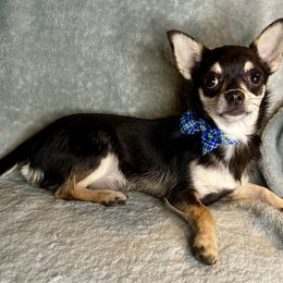 Storm - Black and tan male Chihuahua puppy in Niagara County, New York from Coolballow Chihuahuas