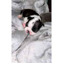 Boston Terrier Puppies from Graceful Paws