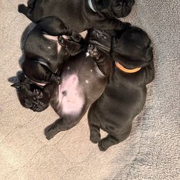 French Bulldog and Labrador Retriever Puppies from Horseman Hilltop Labradors and Jodee's Frenchies