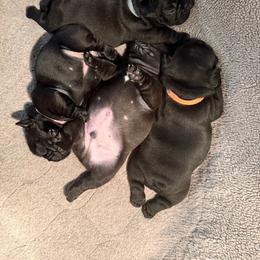 French Bulldog and Labrador Retriever Puppies from Horseman Hilltop Labradors and Jodee's Frenchies