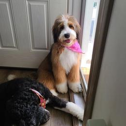 Bernedoodle All Grown Up from Backwoods Bernedoodles