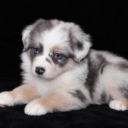 Aurora - Dilute blue female Australian Shepherd puppy in Colorado Springs, Colorado from Storm and Sage Australian Shepherds