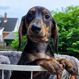 Charlie - Black and tan male Dachshund puppy in East Greenbush, New York from Polaris Pups