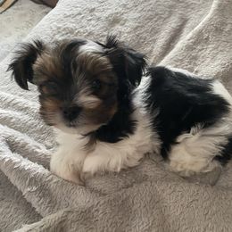 Little Boy Blue - Parti male Yorkshire Terrier puppy in Racine, Wisconsin from Sweet Fur Babies