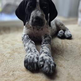 German Shorthaired Pointer Puppies from Lauren Walton