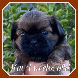 Kai - Sable male Shih Tzu puppy in Chico, California from North State Shih tzus