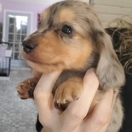 Boy 3 - male Dachshund puppy in Aiken, South Carolina from Ming's Mongols