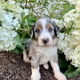 Yamaha - Merle male Bernedoodle puppy in Hegins, Pennsylvania from Bubbling Springs Doodles, LLC