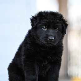 Green collar - Black male German Shepherd puppy in Portland, Tennessee from Howixx German Shepherds
