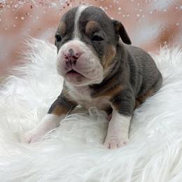 Riva - Gray brindle female Olde English Bulldogge puppy in Camdenton, Missouri from Mule Pool Olde English Bulldogges