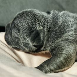 French Bulldog Puppies from French OG Los Ángeles