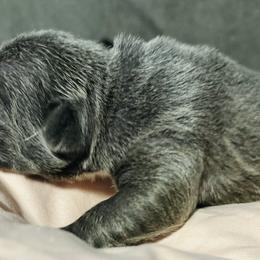 French Bulldog Puppies from French OG Los Ángeles