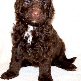 Wonka Bar - Phantom male Bernedoodle puppy in Ohio from Moore Doodles