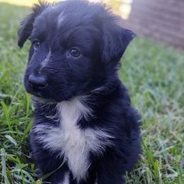 Australian Shepherds from Mason Jar Aussies