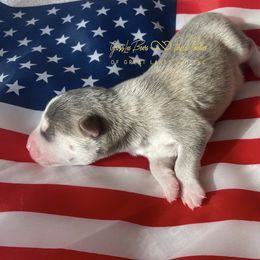 Lady Liberty - Blue female Pomsky puppy in Bay City, Michigan from GrizzLee Bears Perfect Pomskies