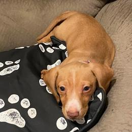Dachshund and Miniature Schnauzer Puppies from The Bossy Doxie Farm