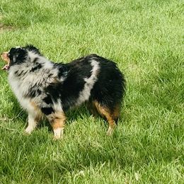 Miniature Australian Shepherd All Grown Up from RLM Mini Australian Shepherds
