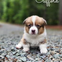 Clifford - Sable and white male American Corgi puppy in Cameron, North Carolina from Butts Family Corgis