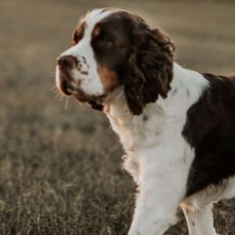 English Springer Spaniels from Southern Sky Springers