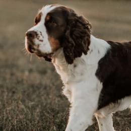 English Springer Spaniels from Southern Sky Springers