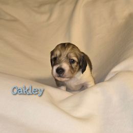 Oakley - Cream male Dachshund puppy in Luttrell, Tennessee from Tiny Tails Ranch
