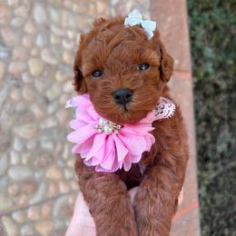 Gigi - Red female Maltipoo puppy in San Diego, California from Maltipoos SD