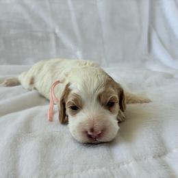 Peach - Red and white female Cockapoo puppy in Adrian, Oregon from ApplebyFarm