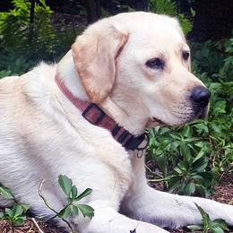 Betsy - Labrador Retriever