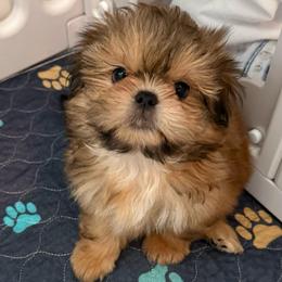 Birkin - Cream and white male Shih Tzu puppy in Gilbert, Arizona from 🌗 New Moon Shih Tzu 🌗