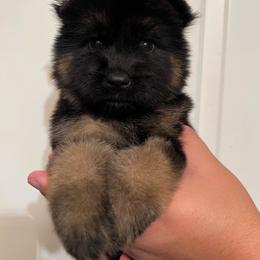 Flash - Black and red male German Shepherd puppy in Quartz Hill, California from Von Gonzalez Kennel