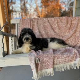 Birdie - Merle female Goldendoodle puppy in Fairmount, Georgia from Muscadine Meadows Farm