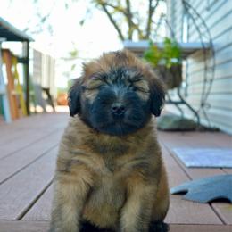 Maple - Wheaten female Soft Coated Wheaten Terrier puppy in Kirksville, Missouri from Ironwood Ridge Kennels