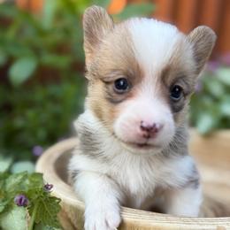 Chewbacca - Red male Pembroke Welsh Corgi puppy in Olathe, Colorado from Rocking LJ Breeding