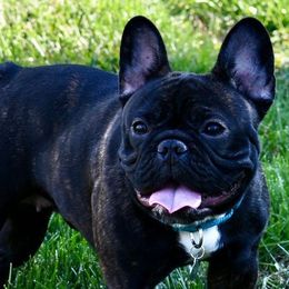 French Bulldogs from Timeless French Bulldogs