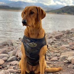 Honey - Labrador Retriever