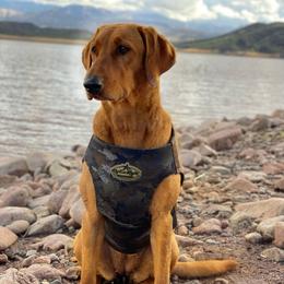Honey - Labrador Retriever