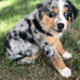 Australian Shepherd Puppies from Mika’s Aussies