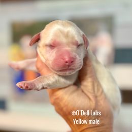 Boy 4 - Yellow male Labrador Retriever puppy in Sullivan, Missouri from O’Dell Labs