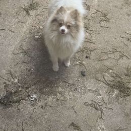 Gracie - Pomeranian