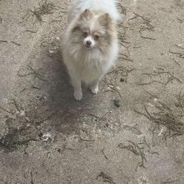 Gracie - Pomeranian