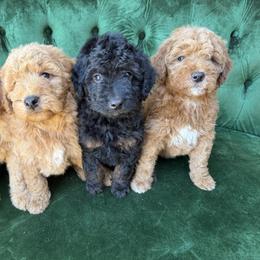 Goldendoodle puppies from O’Hara  Doodles