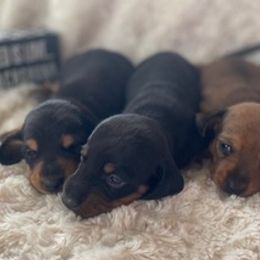 Dachshunds from Donna’s Dachshunds