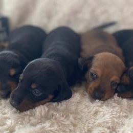 Dachshunds from Donna’s Dachshunds