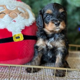 Savy- gray collar - Tri-color female Cavapoo puppy in Yuciapa, California from AlltheDoodlez_